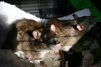 photo of two rats